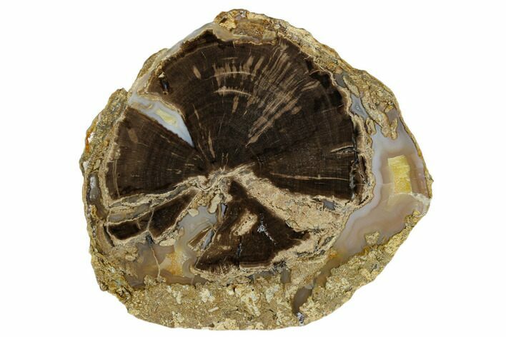Polished Petrified Wood (Schinoxylon) Round - Wyoming #184829